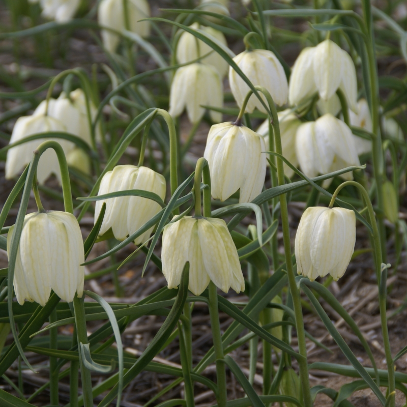 Fritillaria Meleagris 'Alba'