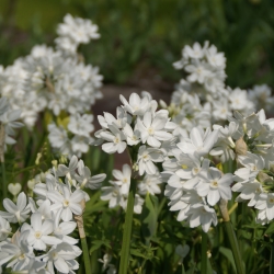 Narcissus 'Paperwhite Ziva' 
