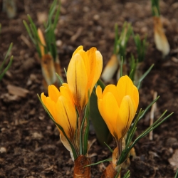 Crocus vernus 'Yellow...