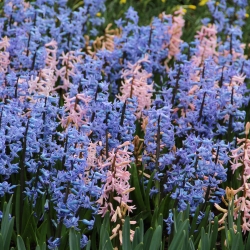 Hyacinthus Festival mix