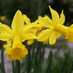 Narcissus 'Peeping Tom'
