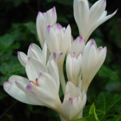 Colchicum byzantinum...