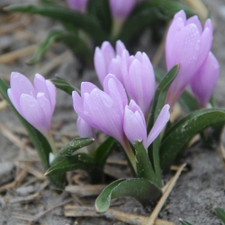 Colchicum hungaricum...