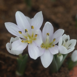 Colchicum hungaricum...