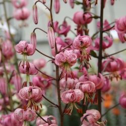 Lilium martagon