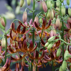 Lilium martagon 'Arabian...