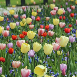 Enkele late tulpen mix