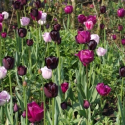 Tulipa ‘Tuinerie-Mix’ ®