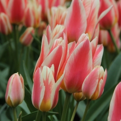 Tulipa 'Quebec'
