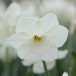 Narcissus 'Stainless'