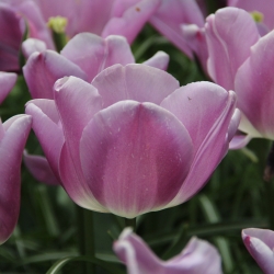 Tulipa 'Magic Lavender'®