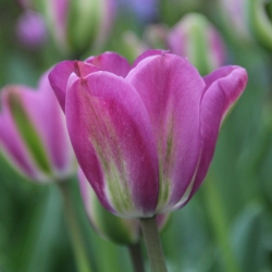 Tulipa 'Night Rider'