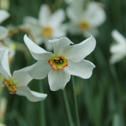 Narcissus poeticus var....