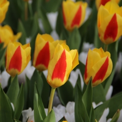 Tulipa 'Stresa'