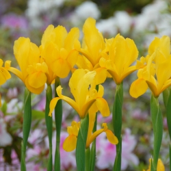 Iris hollandica 'Golden...