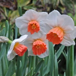 Narcissus 'Brook Ager'