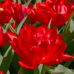 Tulipa 'Abba'