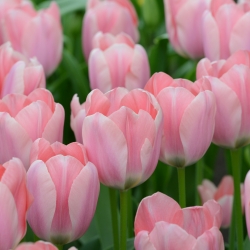Tulipa 'Apricona'