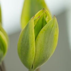 Tulipa 'Evergreen'®