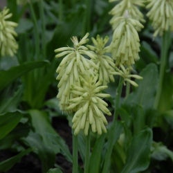 Veltheimia bracteata 'Lemon...