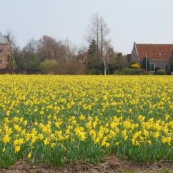 Narcis 'Carlton' 100 st.