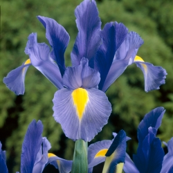Iris hollandica 'Sapphire...