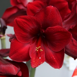 Hippeastrum 'Red Pearl'®