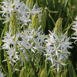 Camassia 'Blue Heaven'®