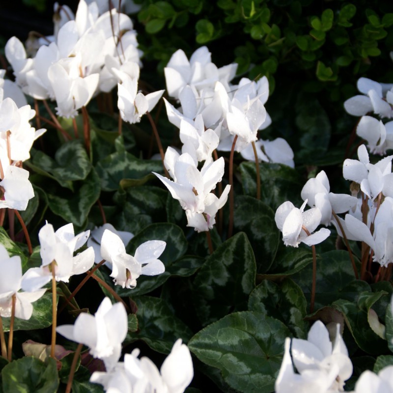 Cyclamen hederifolium var albiflorum