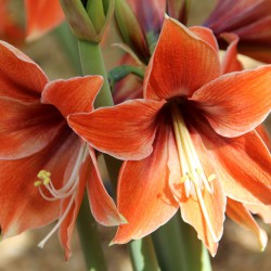 Hippeastrum 'Terra Mystica'