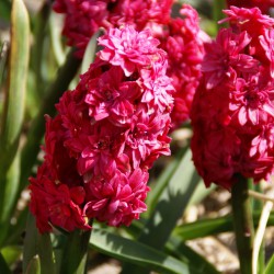 Hyacinthus 'Hollyhock'