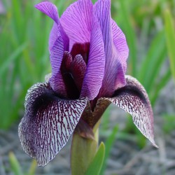 Iris (Regelio-cyclus groep)...