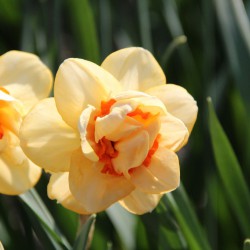 Narcissus 'Waylon'