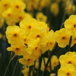 Narcissus 'Kokopellii'