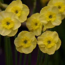 Narcissus jonquilla 'Sun Disc'