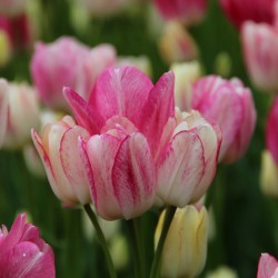 Tulipa 'Dream Club'