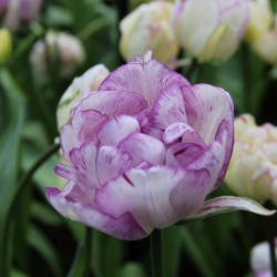 Tulipa 'Shirley Double'