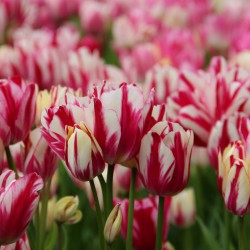 Tulipa 'Flaming Club'