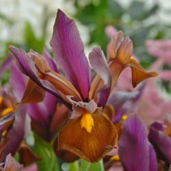 Iris hollandica 'Red Ember'®
