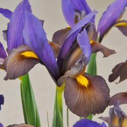 Iris hollandica 'Mystic...