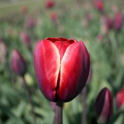 Tulipa 'National Velvet'