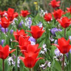 Tulipa 'Showwinner' met...