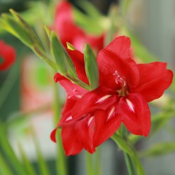 Gladiolus ramosus 'Robinetta'