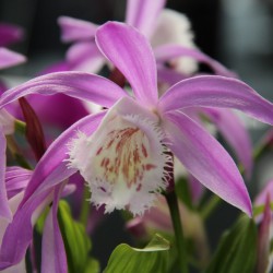 Pleione 'Rossinii'