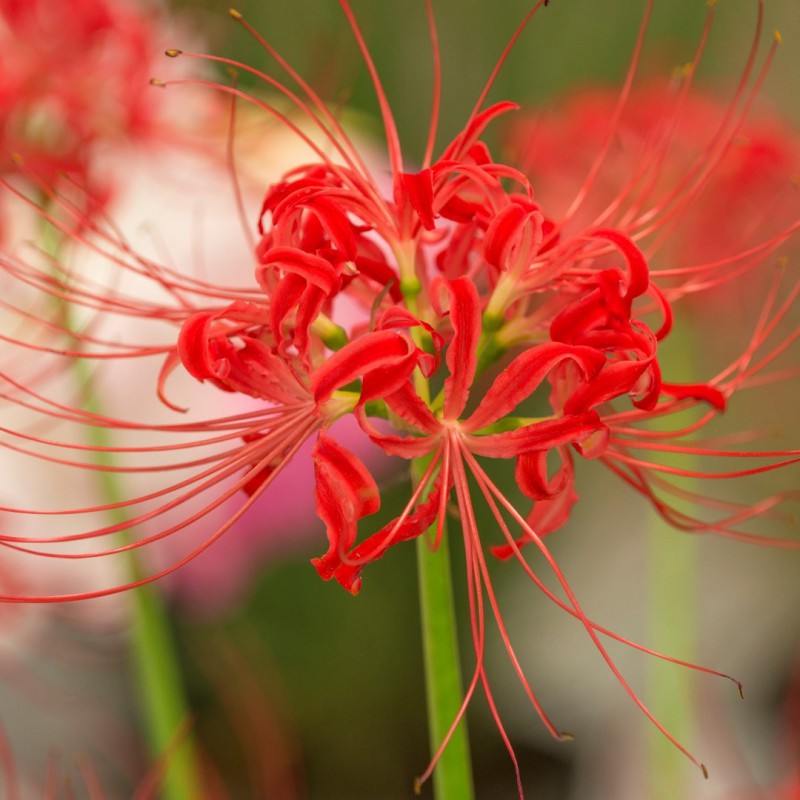Eden-blumen 100 Stück Lycoris Radiata Spinnenlilie A Seltene Schöne Topfpflanzen Mehrjährige Blumen DIY Haus Garten Pflanzung Mehrfarbig Erhältlich