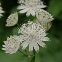 Astrantia major 'Snow Star'