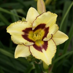 Hemerocallis 'El Desperado'