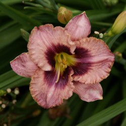 Hemerocallis 'Daring...