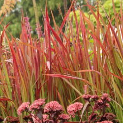 Imperata cylindrica 'Red...