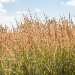 Calamagrostis acutiflora...